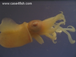 Foto Galerie/Cephalopoda/Sepiola atlantica/Sepiola atlantica_11_S.jpg